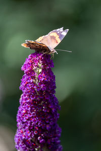 Close-up of butterfly pollinating on purple flower