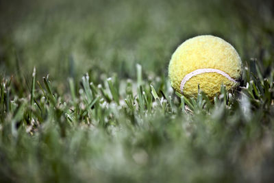 Close-up of yellow ball on field