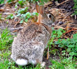 Close-up of a rabbit on grass