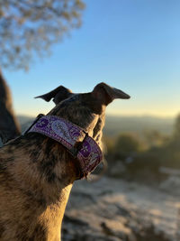 Close-up of dog against clear sky