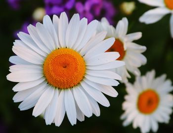 Close-up of white daisy flower