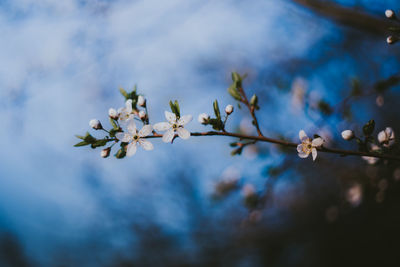 Low angle view of cherry blossoms in spring