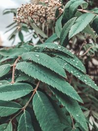 Close-up of wet leaves