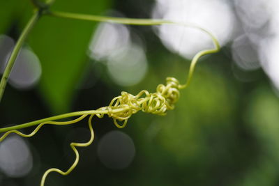 Close-up of plant growing outdoors