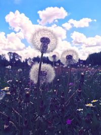 Close-up of flowers against sky