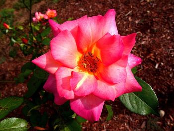 Close-up of pink flower