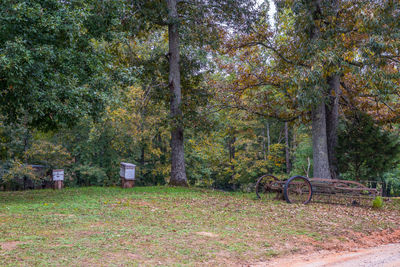 Trees in park