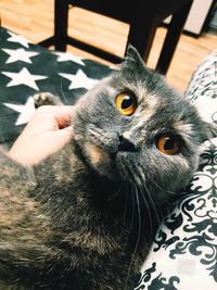 Close-up portrait of cat relaxing at home