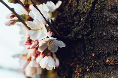 Close-up of cherry blossoms in spring