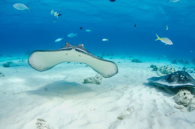 Stingray swimming in sea