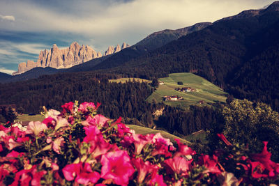 Scenic view of pink and mountains against sky