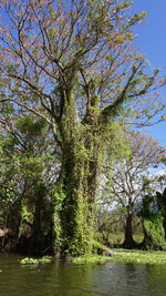 Scenic view of river amidst trees against sky