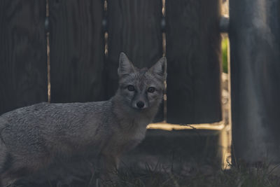 Portrait of cat on field
