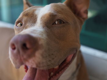 Close-up portrait of dog