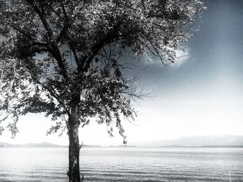 Tree by sea against sky