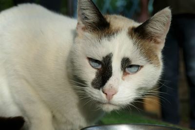 Close-up portrait of a cat