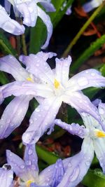 Close-up of wet purple flowering plants