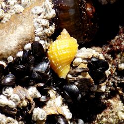 Close-up of shell in water