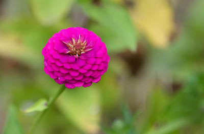 Close-up of pink flower