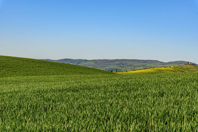 Scenic view of agricultural field against clear sky