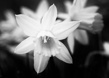 Close-up of flower against blurred background