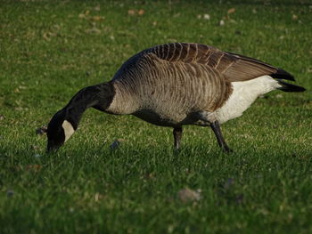 Side view of a bird on field