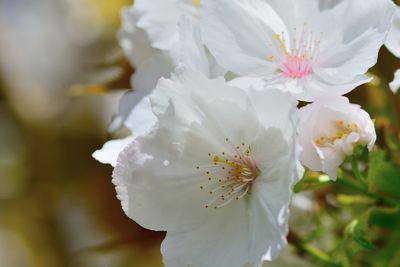 Close-up of white flowers