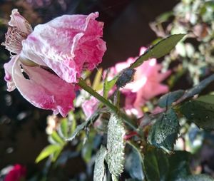 Close-up of pink flowers