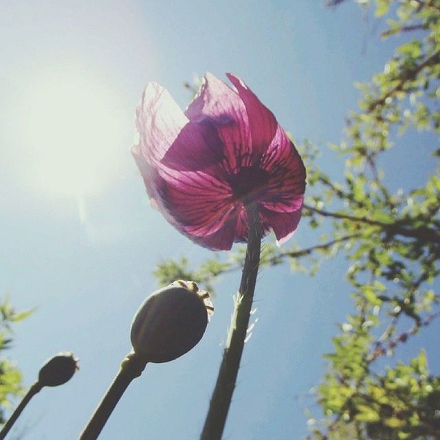 flower, low angle view, fragility, freshness, petal, growth, flower head, beauty in nature, sky, nature, stem, blooming, in bloom, close-up, single flower, sunlight, focus on foreground, blossom, day, bud