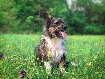 Happy small dog in the green grass and colorful flowers