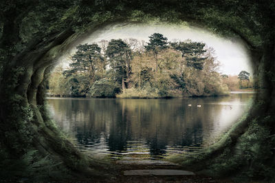 Trees by lake in forest