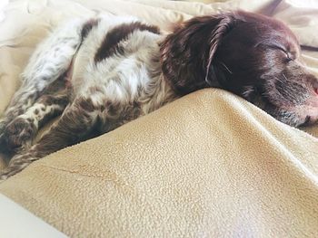 Close-up of dog sleeping