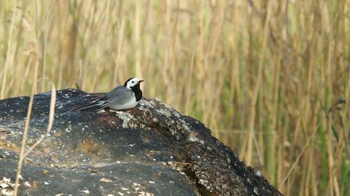 Bird perching on rock