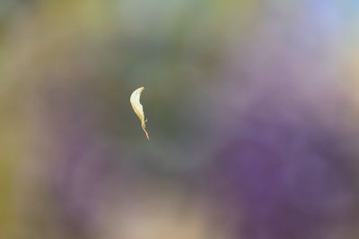 Close up of a bird