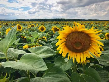 Sunflowers blooming on field against sky