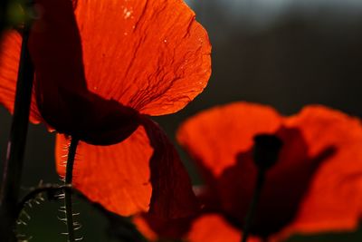 Close-up of red flower blooming outdoors