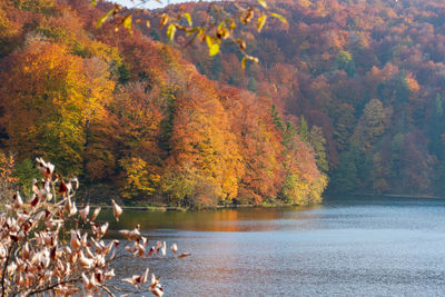 Scenic view of lake in forest