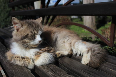 Close-up of a cat resting on wooden table