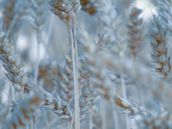 Close-up of frozen plant