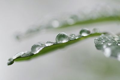 Close-up of water drops on leaf