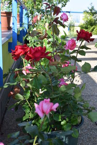 Close-up of pink flowers