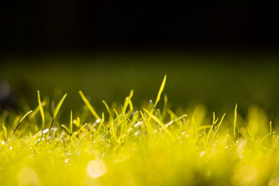 Close-up of wet grass on field