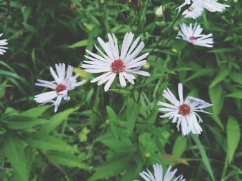 Close-up of white daisy flowers