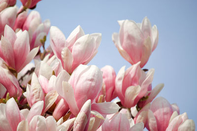 Close-up of pink flowers