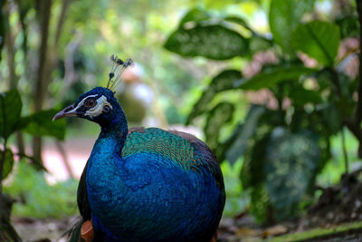 Proud peacock with colourful feathers