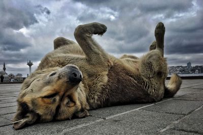 Lion resting in a city