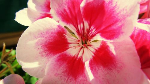 Close-up of pink flower