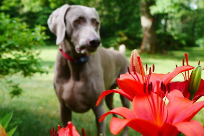 Close-up of dog
