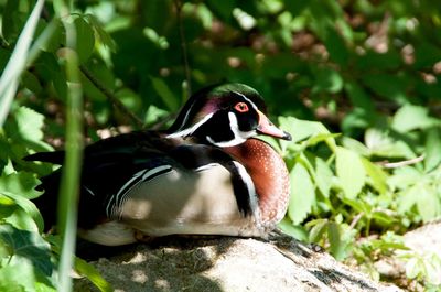 Close-up of a duck