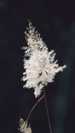 Close-up of dandelion at night